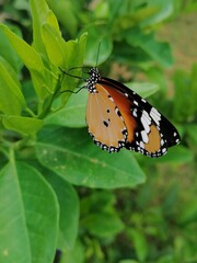 butterfly on leaf