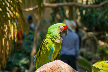 Perico de colores 