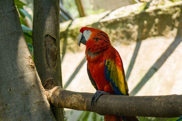 Perico de colores 