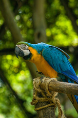 Perico de colores