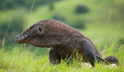 Komodo dragon is on the ground. Indonesia. Komodo National Park.