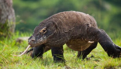 Komodo dragon is on the ground. Indonesia. Komodo National Park.