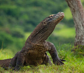 Komodo dragon is on the ground. Indonesia. Komodo National Park.
