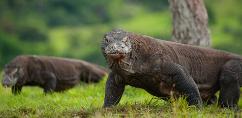Komodo dragon is on the ground. Indonesia. Komodo National Park.