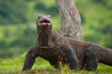 Komodo dragon is on the ground. Indonesia. Komodo National Park.