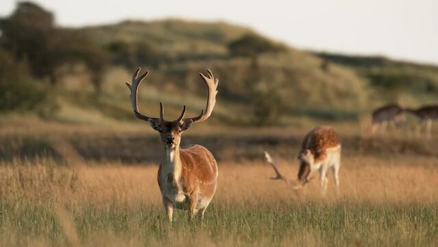 Frontal shot of Fallow deer buck in grassland masticating, herd in background