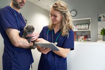 Two veterinary doctor analyzing medical tests of little cat in clinic