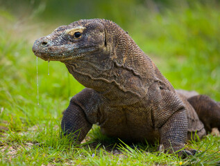 Komodo dragon is on the ground. Indonesia. Komodo National Park.