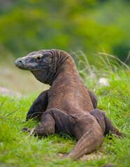 Komodo dragon is on the ground. Indonesia. Komodo National Park.