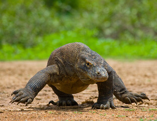 Komodo dragon is on the ground. Indonesia. Komodo National Park.
