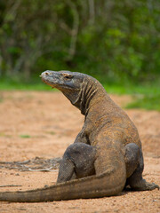 Komodo dragon is on the ground. Indonesia. Komodo National Park.