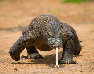 Obraz premium Komodo dragon is on the ground. Indonesia. Komodo National Park.