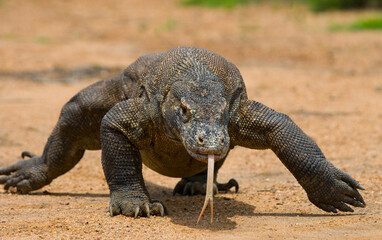 Komodo dragon is on the ground. Indonesia. Komodo National Park.