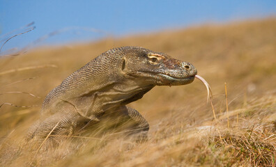 Portrait of a Komodo Dragon. Close-up. Indonesia. Komodo National Park.