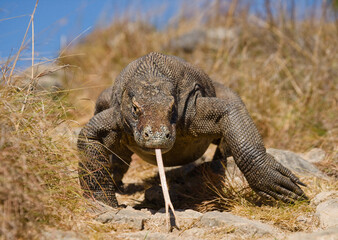 Komodo dragon is on the ground. Indonesia. Komodo National Park.
