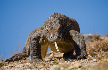 Komodo dragon is on the ground. Indonesia. Komodo National Park.