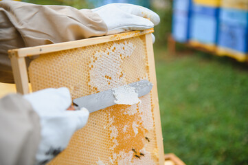 Fototapeta na wymiar Beekeeper working collect honey. Beekeeping concept.