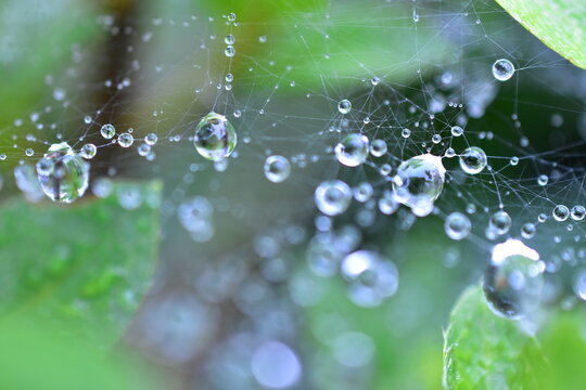 水滴　蜘蛛の巣