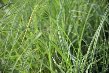 green grass against the background of the river, river landscape, abstraction out of focus, gradient, background