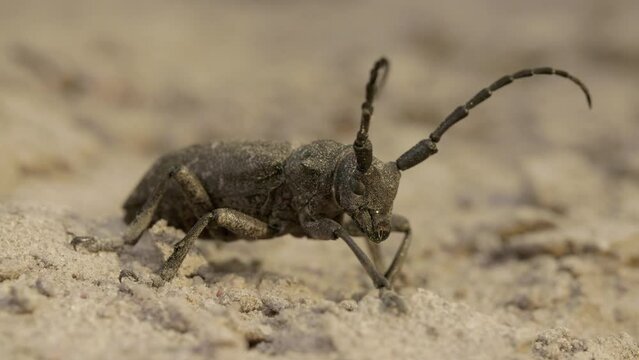 Weaver beetle Lamia textor with long horn, macro summer daylight
