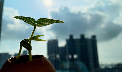 Small seedling against background of skyscraper