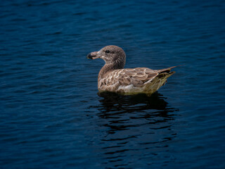  Young Pacific Gull Floats