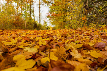 Ground-level, wide-angle shot of a deciduous forest path in autumn