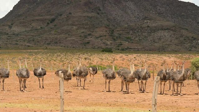 M&auml;nnliche und weibliche Afrikanische Strau&szlig;e auf einer Strau&szlig;enfarm in der Halbw&uuml;stenlandschaft Oudtshoorn S&uuml;dafrika