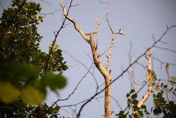 summer tree crowns, dried tree branches, drought, tree branches against the sky, background, texture, dried tree trunks
