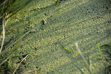 duckweed on the Desna river, green duckweed, duckweed, river algae, landscape, close-up duckweed, background, nature, environment, aquatic life