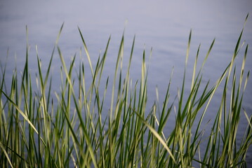 green grass against the background of the river, river landscape, abstraction out of focus, gradient, background
