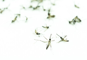 Dead mosquitoes on white background