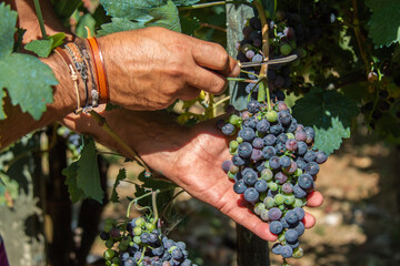 Naklejka na ściany i meble cutting blue grapes in vineyard to make wine