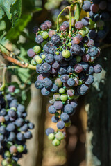 Bunch of blue grapes hanging on vineyard in autumn day