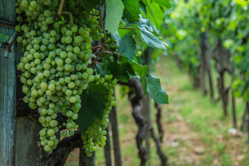Grapevine with white wine in vineyard