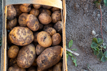 natural potatoes from organic farming © skypictom
