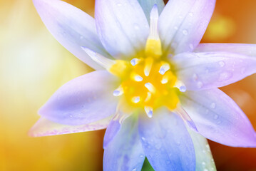 soft-focus colorful lotus flower,close up lotus flower