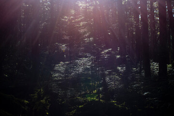 Fototapeta na wymiar 森, 自然, 木, 緑, 光, 太陽, かすみ