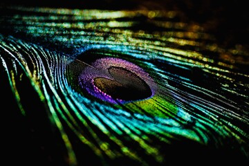 Naklejka premium Feather. Feather background. Peafowl feather. Peacock feather. Colorful background. Natural background. Abstract background. Bokeh. 