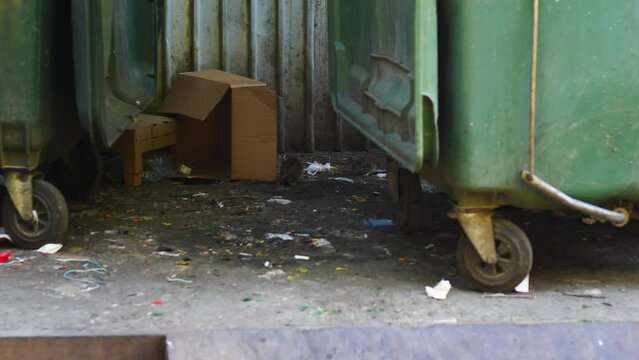 Rats in search of food near garbage containers and dirt in the urban environment .Invasion of rodent parasites in the metropolis. Extermination of rats in the city. garbage pollution.
