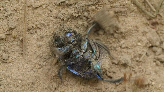 The beetle lies on its back and roll over.