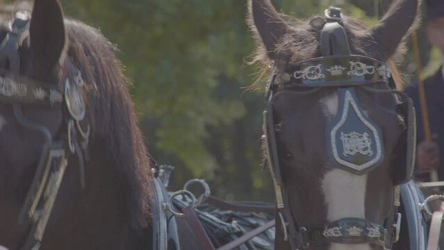 Close up of horse wearing decorative blinkers being headbutted by another horse in front of cart
