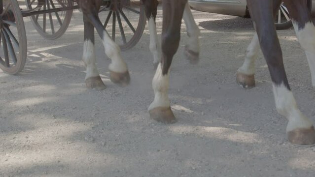Close up of horse hooves walking over dirt road and pulling carriage in slow motion