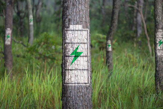 Battery symbol on a tree in the forest, sustainable green energy concept.