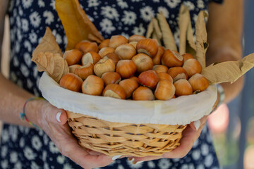 woman's hands holding basket of hazelnuts