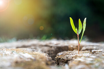 Small green growing plant on cracked dry soil, global warming concept. Abstract enviroment, climate change.