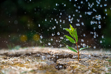 Climate change abstract enviroment concept. Rain drops falling over green small growing new plant...