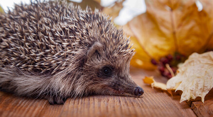Young hedgehog in autumn leaves on the wooden floor
