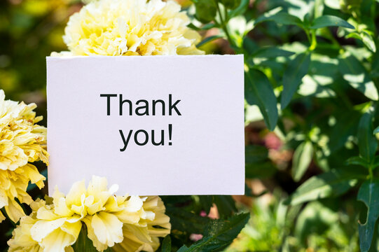 Thank You words written on white paper card, gratitude message with flowers in summer garden background.