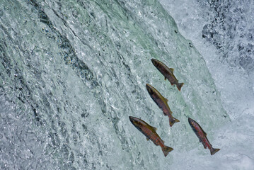 Cherry salmon at Sakura Falls, Kiyosato, Hokkaido